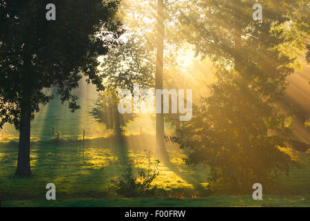 Espe, Pappel (Populus spec.), Pappeln bei Sonnenaufgang und Nebel, Belgien Stockfoto