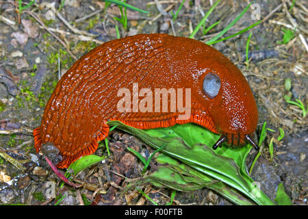 Große rote Slug, größere rote Nacktschnecke, Schokolade Arion (Arion Rufus, Arion Ater, Arion Ater SSP. Rufus), ernährt sich von einem Blatt, Deutschland Stockfoto