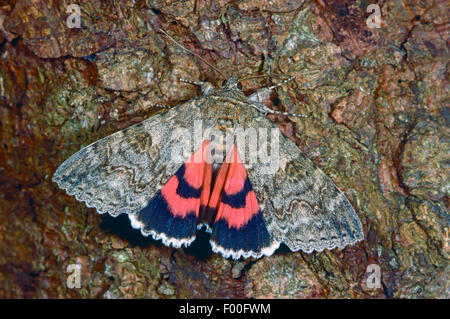 Rot Underwing, rot Underwing Moth (Catocala Nupta, Phalaena Nupta), Schmetterling des Jahres 2015, Deutschland Stockfoto