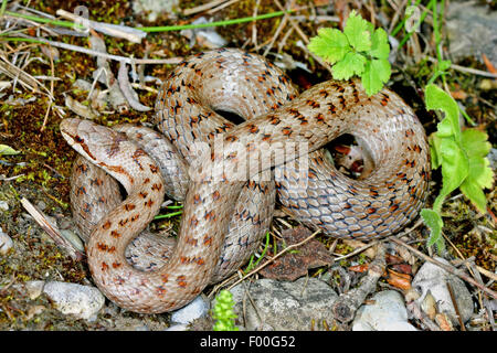 Schlingnatter (Coronella Austriaca), Wicklung auf dem Boden, Deutschland Stockfoto