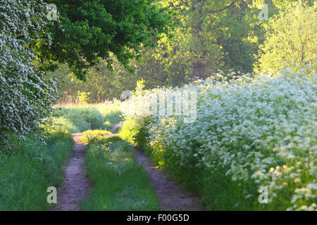 Kuh-Petersilie, wilder Kerbel (Anthriscus Sylvestris), Blüte Kuh Petersilie entlang einem Feldweg, Belgien, NSG Demerbroeken Stockfoto