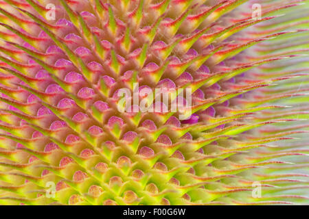 Fullers Karde, gemeinsame Karde, gemeinsame Teazle (Dipsacus Fullonum, Dipsacus Sylvestris), wilde Karde, Detail des Blütenstands eine wilde Karde, Belgien Stockfoto