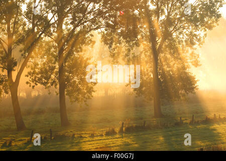 Espe, Pappel (Populus spec.), Pappeln bei Sonnenaufgang und Nebel, Belgien Stockfoto