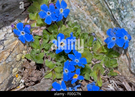 Arktische alpine Vergissmeinnicht, Alpine Vergissmeinnicht, König der Alpen (Eritrichium Nanum), blühen, Schweiz Stockfoto