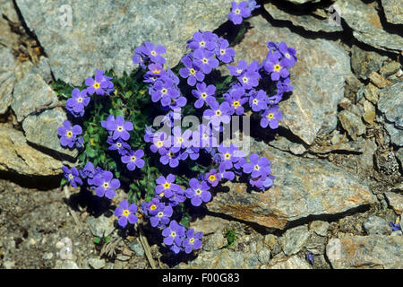 Arktische alpine Vergissmeinnicht, Alpine Vergissmeinnicht, König der Alpen (Eritrichium Nanum), blühen, Schweiz Stockfoto