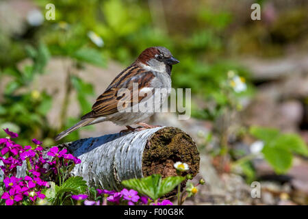 Haussperling (Passer Domesticus), männliche sitzen im Garten auf einer Birke Stamm, Deutschland, Mecklenburg-Vorpommern Stockfoto