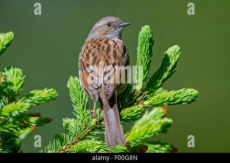 Heckenbraunelle (Prunella Modularis), männliche sitzt auf einem Fichte Zweig, Deutschland, Mecklenburg-Vorpommern Stockfoto