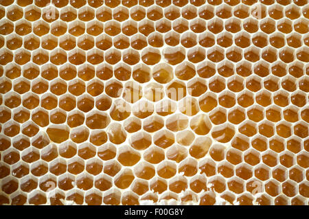 Honigwaben, Waben, Bienenwachs, Wachs, Bienenstock Stockfoto