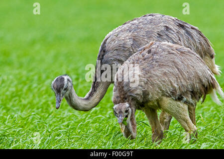 größere Rhea (Rhea Americana), männliche und weibliche Essen in einem Mais-Feld, Deutschland, Mecklenburg Stockfoto