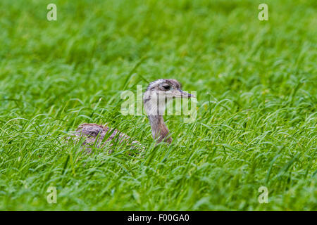 größere Rhea (Rhea Americana), weibliche Zucht in einem Kornfeld, Deutschland, Mecklenburg Stockfoto