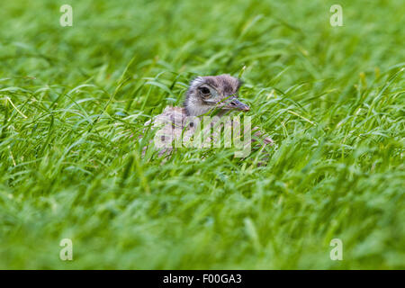 größere Rhea (Rhea Americana), weibliche Zucht in einem Kornfeld, Deutschland, Mecklenburg Stockfoto