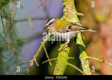 Firecrest (Regulus Ignicapillus), singen Männchen auf einem Ast, Deutschland, Mecklenburg-Vorpommern Stockfoto