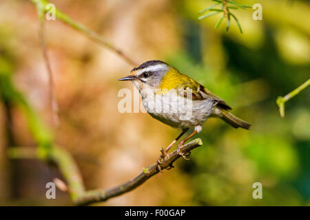 Firecrest (Regulus Ignicapillus), Männchen auf einem Ast, Deutschland, Mecklenburg-Vorpommern Stockfoto