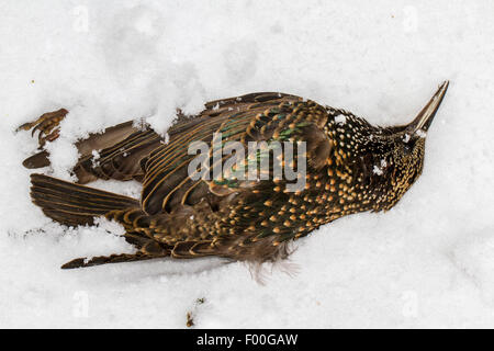 Toter Vogel im Schnee liegend Stockfotografie Alamy