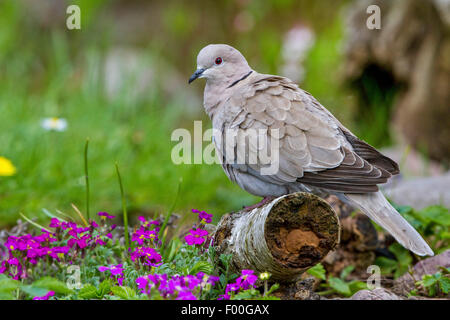 Collared Dove (Streptopelia Decaocto), sitzen im Garten auf einer Birke Stamm, Deutschland, Mecklenburg-Vorpommern Stockfoto