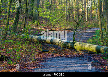 Rotbuche (Fagus Sylvatica), gefallenen Baumstamm auf Waldweg, Deutschland, Mecklenburg-Vorpommern, Huetter Wohld Stockfoto