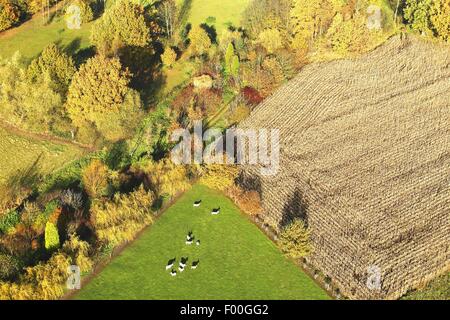 landwirtschaftliche Fläche mit Feldern, Wiesen, Hecken und Kühe aus der Luft im Herbst, Belgien Stockfoto