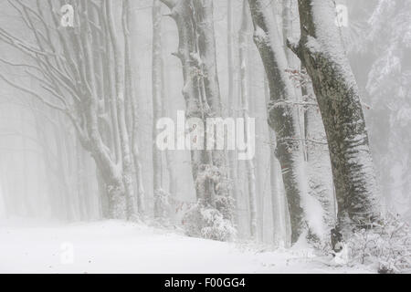 Rotbuche (Fagus Sylvatica), Schnee bedeckt Buchenwald im Nebel, Winter, Frankreich Stockfoto