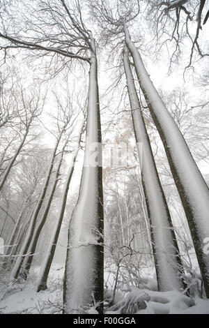 Rotbuche (Fagus Sylvatica), Schnee bedeckt Buchenwald im Nebel, Winter, Frankreich Stockfoto