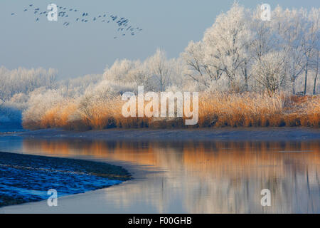 Schwarm Gänse und Reflexion von Schnee bedeckt, Bäumen und Schilf Fransen entlang Fluss Schelde, Belgien Stockfoto