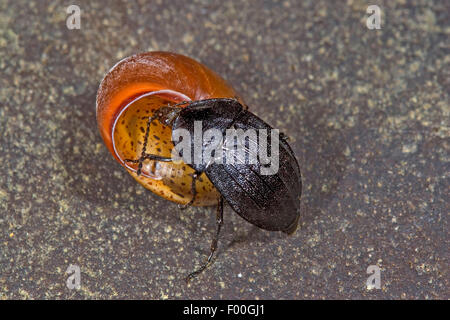 Phosphuga Atrata (Phosphuga Atrata, Silpha Atrata), fing eine Schnecke und RSS-Feeds auf es, Deutschland Stockfoto