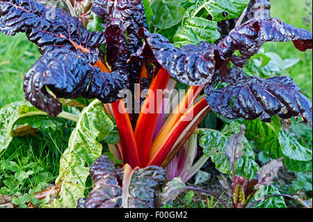 Laub-Rüben, Mangold, Mangold, Mangel (Beta Vulgaris var. Cicla, Beta Vulgaris ssp. Vulagris var. Cicla), rote Variante, Österreich Stockfoto