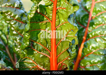 Laub-Rüben, Mangold, Mangold, Mangel (Beta Vulgaris var. Cicla, Beta Vulgaris ssp. Vulagris var. Cicla) Variante mit grünen Blättern, Österreich Stockfoto