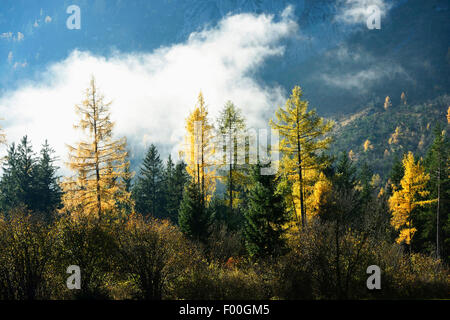 gemeinsamen Lärche, Lärche (Larix Decidua, Larix Europaea), Mischwald mit Lärchen im Herbst, Österreich, Steiermark Stockfoto