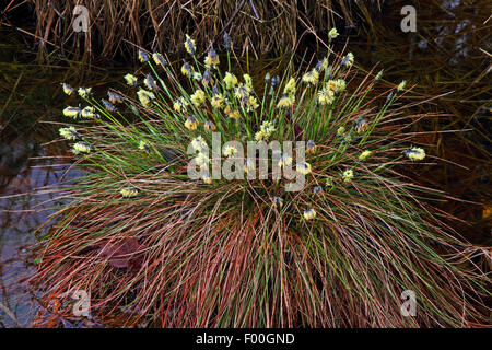 Hares-Tail Wollgras, Grasbüschel Wollgras, Sheathed Cottonsedge (Wollgras Vaginatum), blühen in einem Sumpf, Deutschland Stockfoto