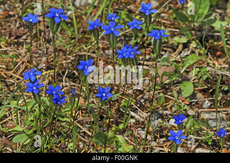 Blase-Enzian (Gentiana Utriculosa), blühen, Deutschland Stockfoto