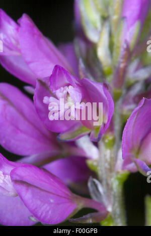 getuftet Kreuzblume (Polygala Comosa), Blume, Deutschland Stockfoto