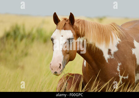 Pinto Quarterhorse Stute füttern ihre Fohlen in einer Pferdefarm in Panama Stockfoto