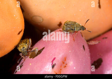 Bean Rüsselkäfer, Bohne Käfer, amerikanische Samen Käfer, gemeinsame Bean Rüsselkäfer, Samen Käfer (Acanthoscelides Obtectus) auf Bohnensamen, Deutschland Stockfoto