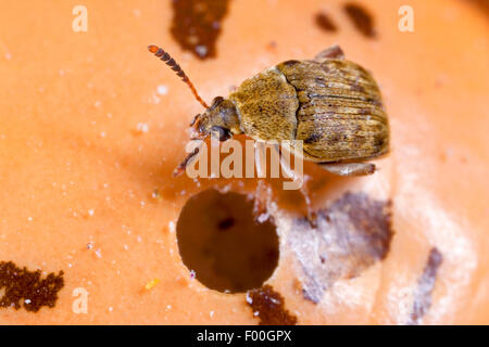 Bean Rüsselkäfer, Bohne Käfer, amerikanische Samen Käfer, gemeinsame Bean Rüsselkäfer, Samen Käfer (Acanthoscelides Obtectus), Bohne Samen, Deutschland Stockfoto