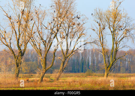 Kormoran (Phalacrocorax Carbo), Weide Bäume mit Kolonie von gemeinsamen Kormorane in Bourgoyen-Ossemeersen, Belgien Stockfoto