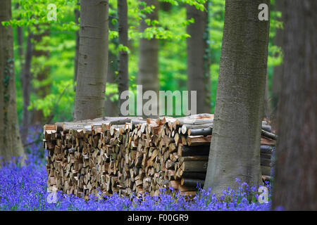 Atlantische Bluebell (Hyacinthoides non-Scripta, Endymion nicht-Scriptus, Scilla non-Scripta), Holz stapeln in den Buchenwald mit Atlantic Glockenblumen, Belgien, Hallerbos Stockfoto