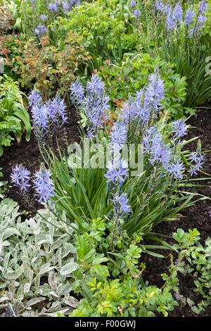 Großen Camas (Camassia Leichtlinii) in eine Grenze bei RHS Rosemoor in North Devon an Frühlingstag Stockfoto