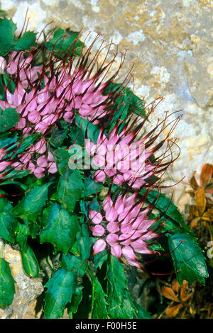 Getuftete gehörnten Rapunzeln, Teufelskralle (Physoplexis Comosa, Phyteuma Comosum), blühen, Italien Stockfoto