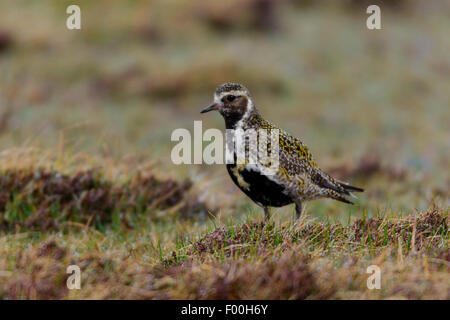 Europäischen Golden Plover Pluvialis Apricaria Erwachsene Gefieder auf Moorland Verschachtelung Bereich Zucht Stockfoto