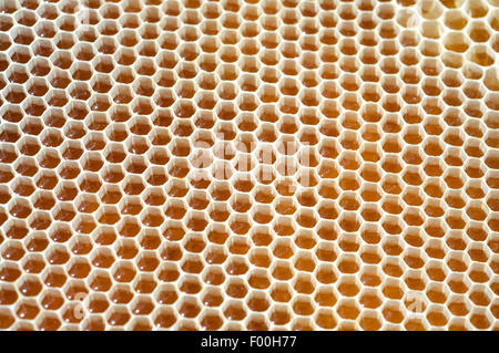 Honigwaben, Waben, Bienenwachs, Wachs, Bienenstock Stockfoto