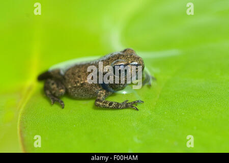 Jungfrosch, Junge, Kroete, Bufo, Bufo, Erdkroete, Stockfoto