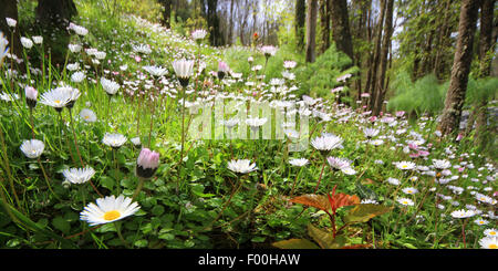 gemeinsamen Daisy, Rasen Daisy, englische Gänseblümchen (Bellis Perennis), Blumenwiese, Deutschland Stockfoto