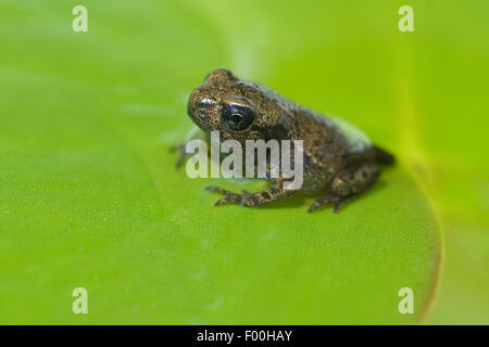 Jungfrosch, Junge, Kroete, Bufo, Bufo, Erdkroete, Stockfoto