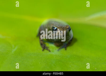 Jungfrosch, Junge, Kroete, Bufo, Bufo, Erdkroete, Stockfoto