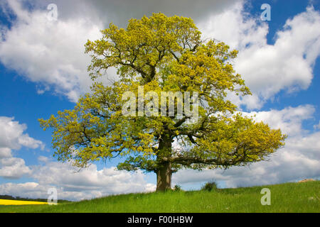 Stieleiche, pedunculate Eiche, Stieleiche (Quercus Robur), mit frischen Blättern, Deutschland Stockfoto