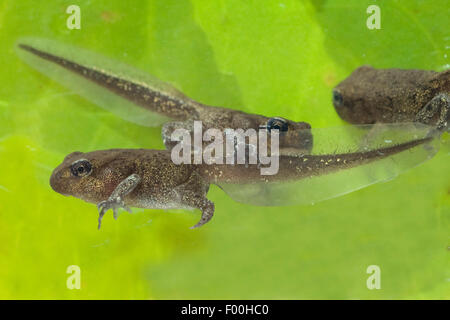 Jungfrosch, Junge, Kroete, Bufo, Bufo, Erdkroete, Stockfoto