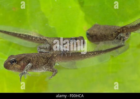 Jungfrosch, Junge, Kroete, Bufo, Bufo, Erdkroete, Stockfoto