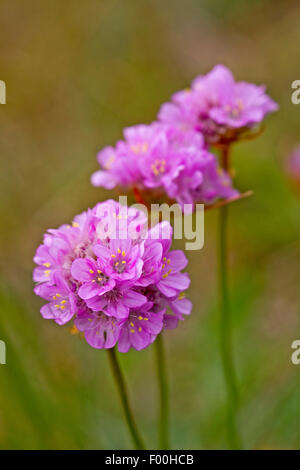 Meer-Sparsamkeit, westlichen Sparsamkeit (Armeria Maritima), Blütenstände, Deutschland Stockfoto