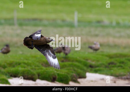 Great Skua Stercorarius Skua Erwachsenen während des Fluges am Standort Baden Stockfoto