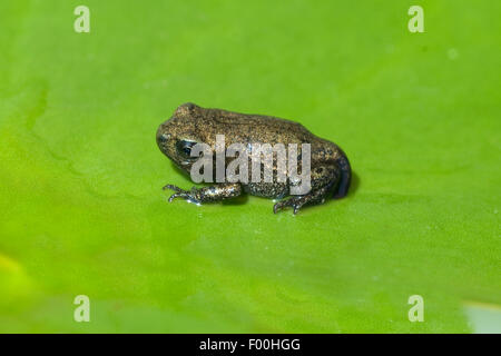 Jungfrosch, Junge, Kroete, Bufo, Bufo, Erdkroete, Stockfoto